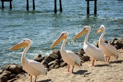 Pelecanus onocrotalus