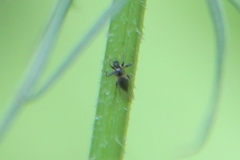 Tachydromiinae