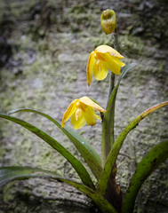 Polystachya pubescens