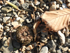 Strongylocentrotus intermedius