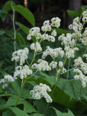 Rodgersia podophylla