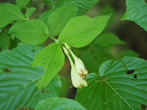 Weigela maximowiczii