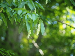 Carpinus cordata
