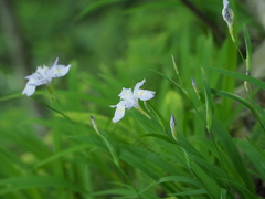Iris gracilipes