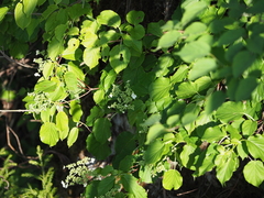 Hydrangea petiolaris