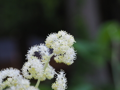 Rodgersia podophylla