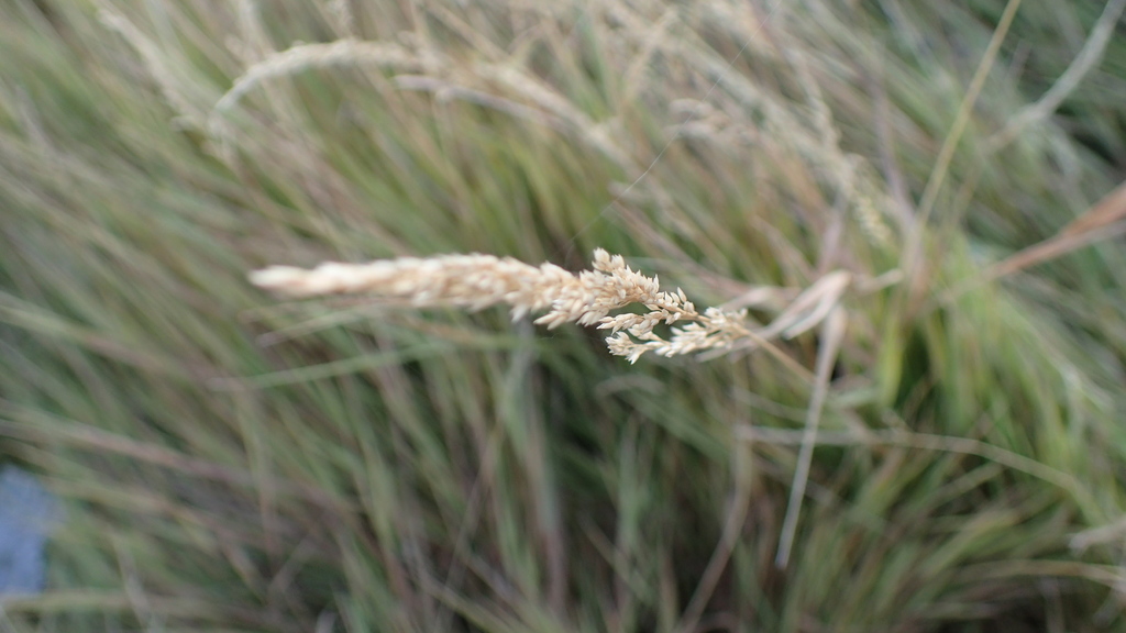 grasses from Highland Valley, Calgary, AB, Canada on October 12, 2019 ...