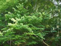 Carpinus cordata