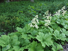 Rodgersia podophylla