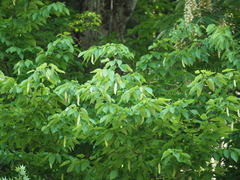 Carpinus cordata