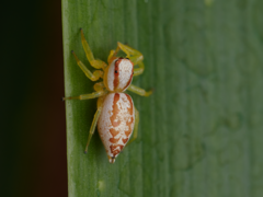 Epocilla aurantiaca
