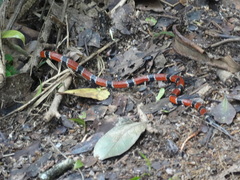 Micrurus corallinus