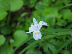 Iris gracilipes