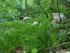 Iris gracilipes