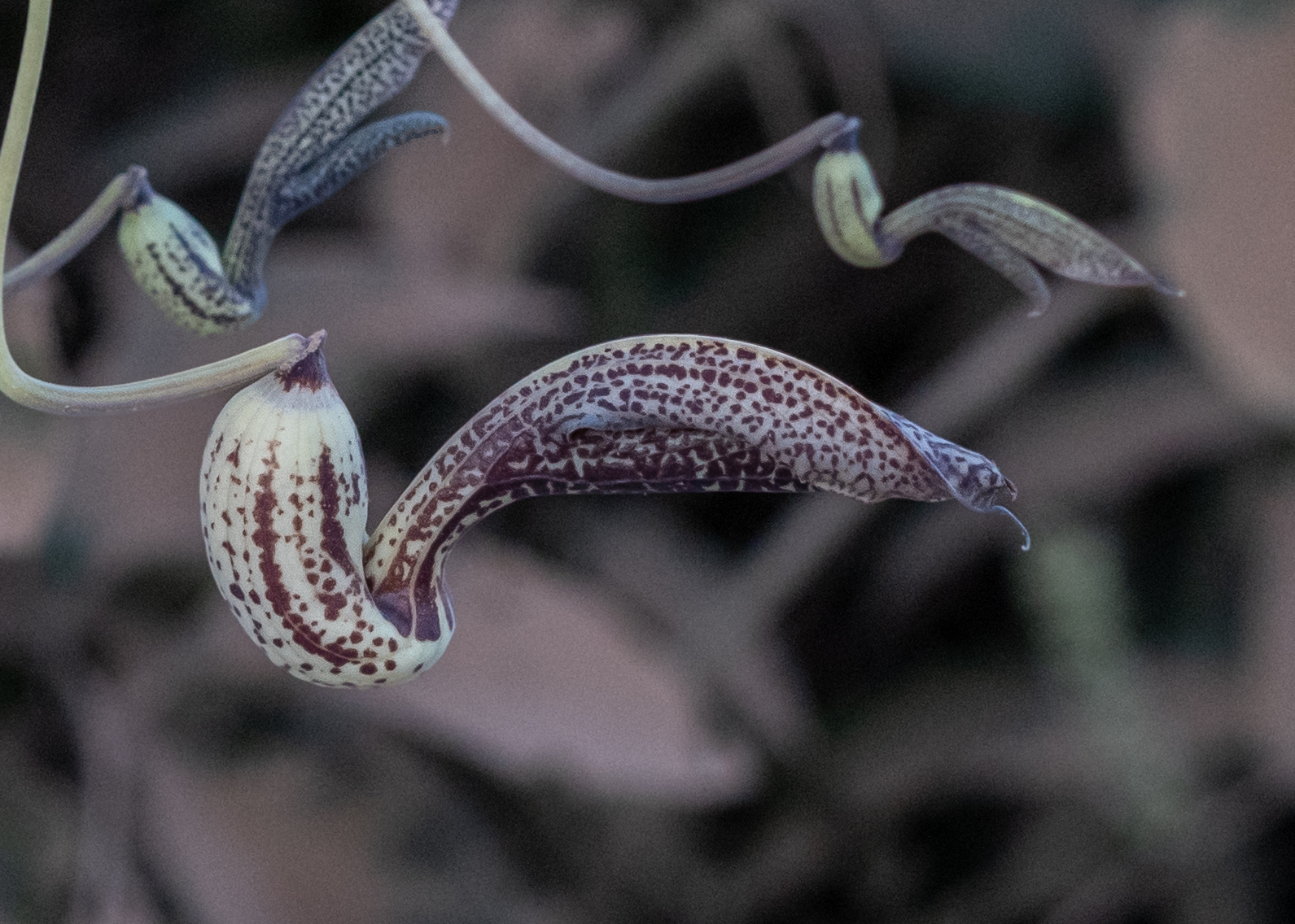 Aristolochia ringens