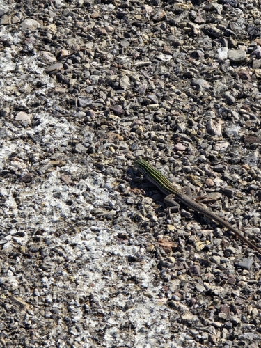 Chihuahuan Spotted Whiptail, Aspidoscelis exsanguis