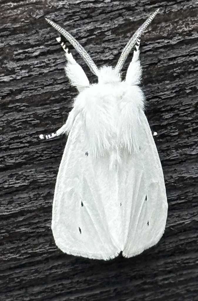 Virginian Tiger Moth from Erie, PA 16511, USA on July 25, 2025 at 08:37 ...