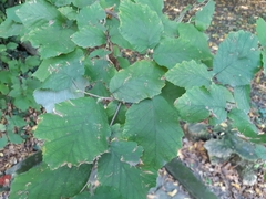 Corylus avellana