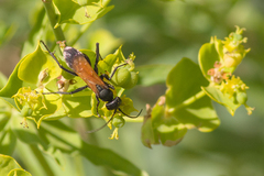 Cryptocheilus terminatus