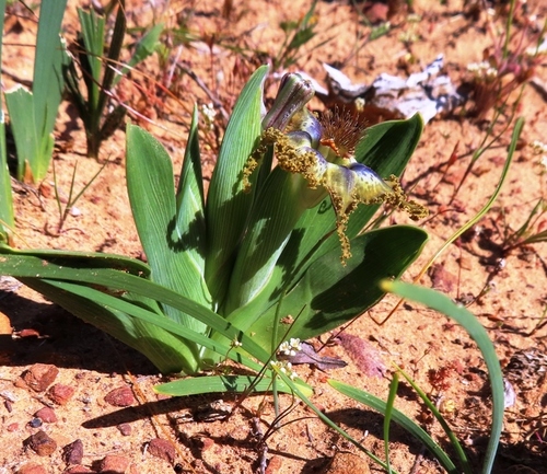 Image of Ferraria uncinata by (c) linkie, some rights reserved (CC BY)