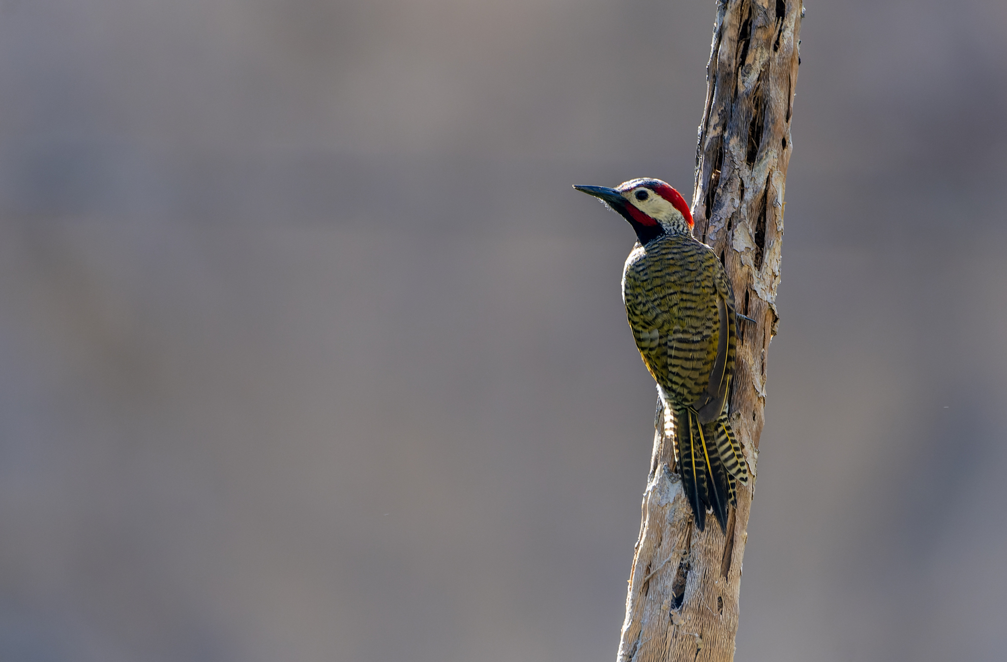 Black-necked Woodpecker (Colaptes atricollis), photo 5
