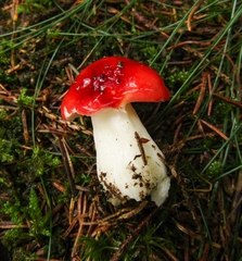 Russula emetica