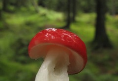 Russula emetica