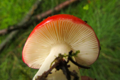 Russula emetica