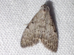 Nola pleurosema