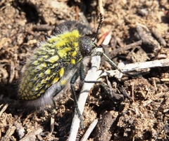 Julodis fascicularis