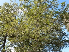 Robinia pseudoacacia