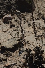 Adromischus cristatus