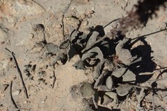 Adromischus cristatus