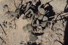 Adromischus cristatus