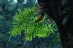 Polypodium rhodopleuron