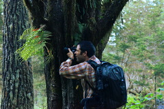 Polypodium rhodopleuron