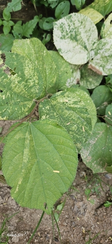 Dhaman