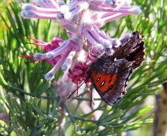 Phasis clavum clavum