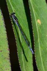Pseudagrion draconis