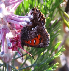 Phasis clavum clavum