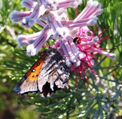 Phasis clavum clavum