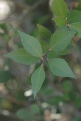 Maytenus acuminata