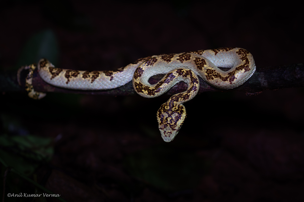 Malabar Pit-Viper