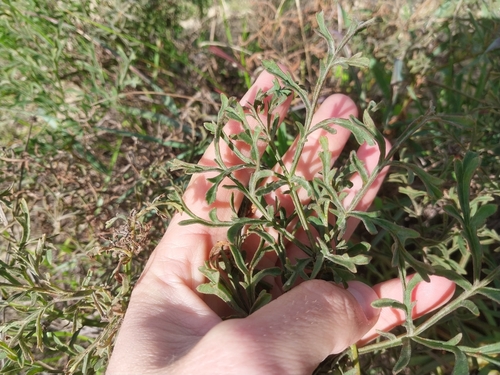 Pelargonium multiradiatum, photograph 2