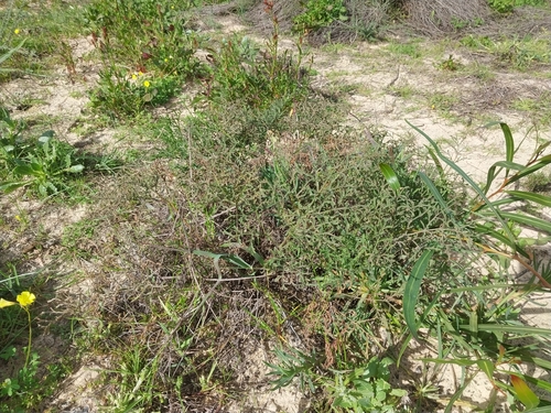 Pelargonium multiradiatum, photograph 3