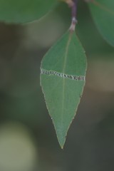 Maytenus acuminata