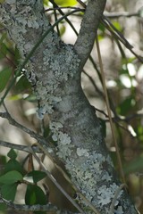 Maytenus acuminata