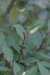 Maytenus acuminata