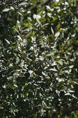 Maytenus acuminata