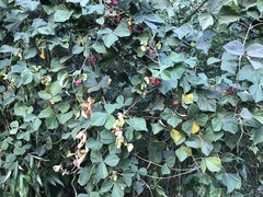 Rhynchosia volubilis